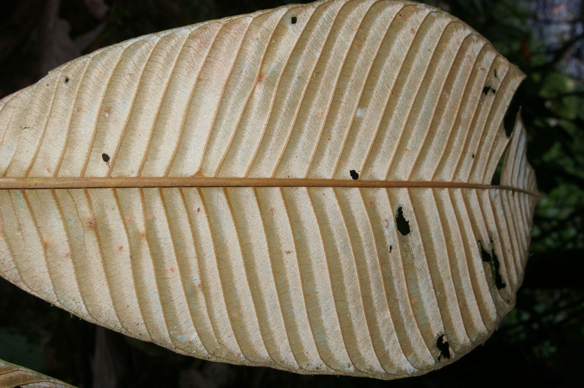 Pouteria silvestris fruit