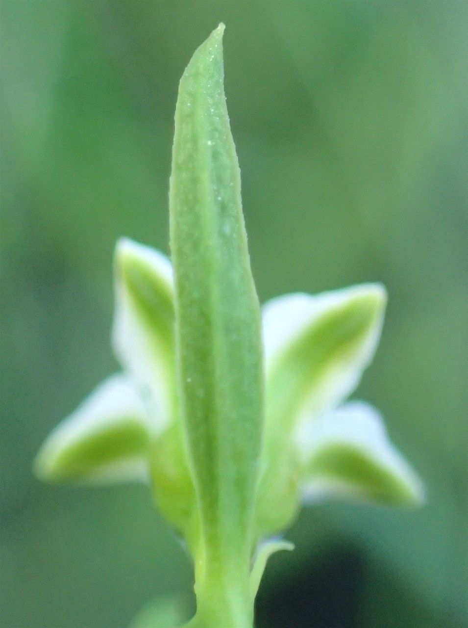 Thesium pyrenaicum leaf
