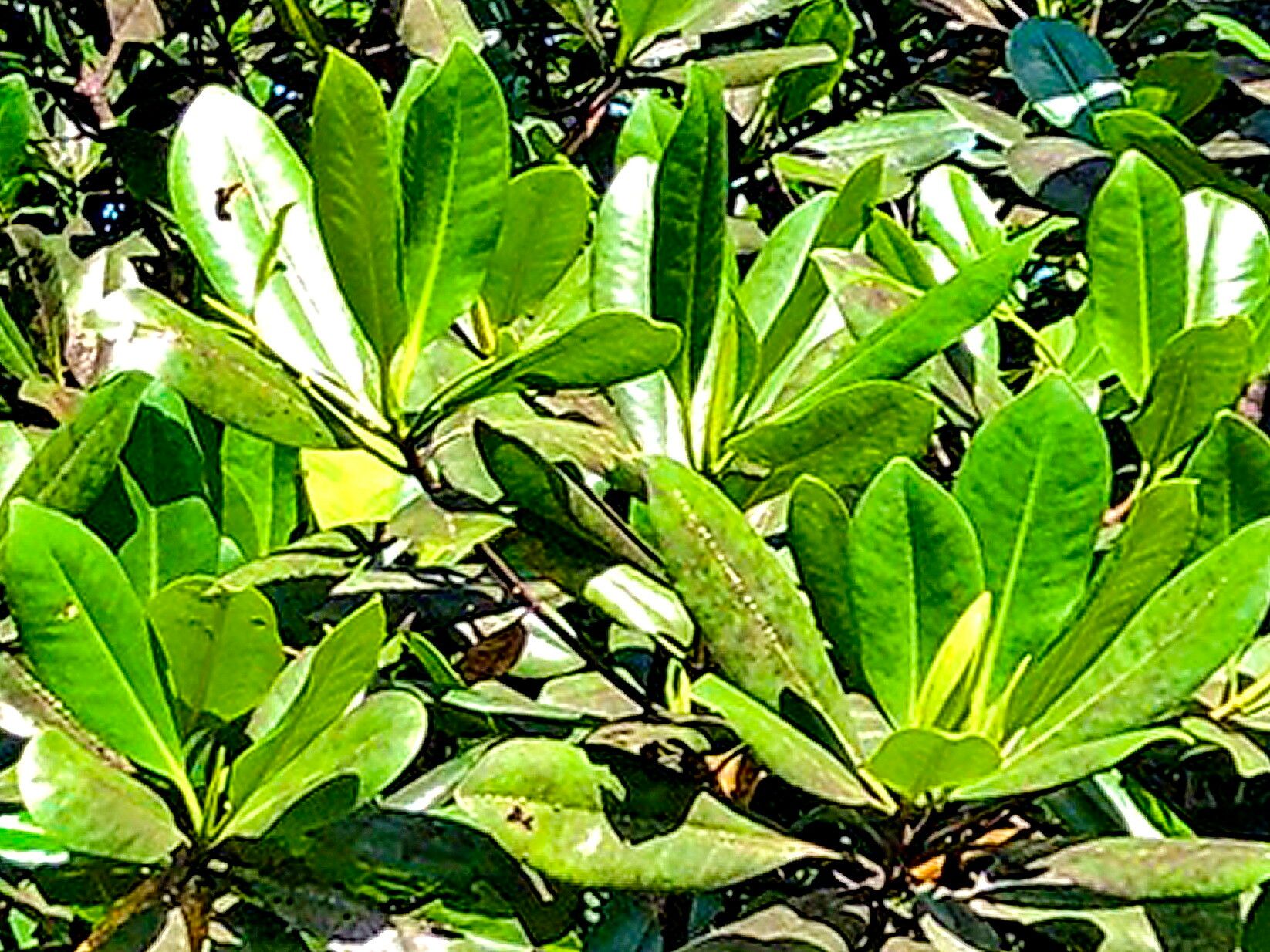 Rhizophora samoensis — related species from the same genus