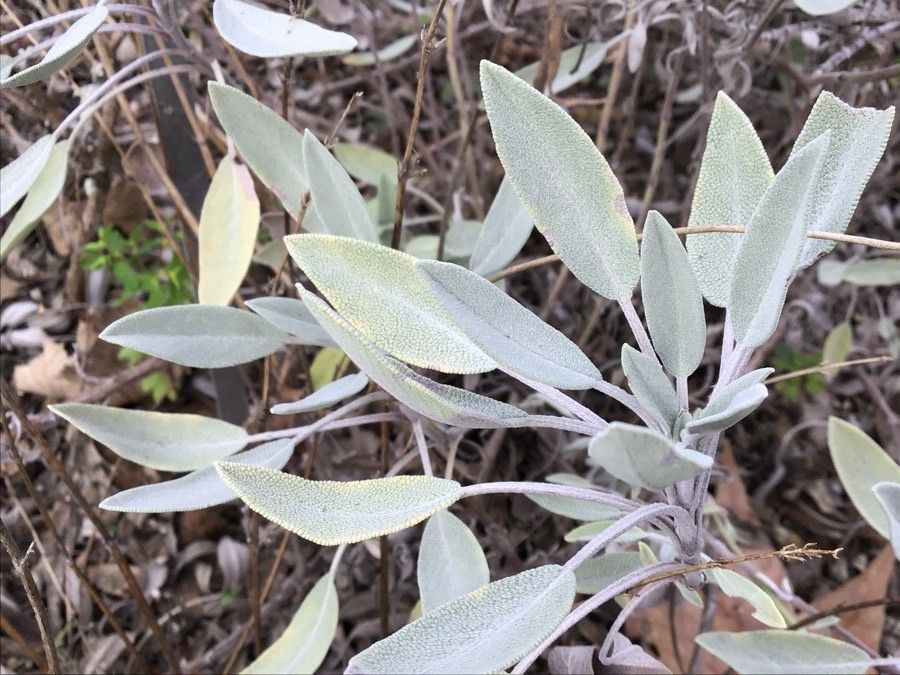 Salvia leucophylla — search result for 'Salvia'