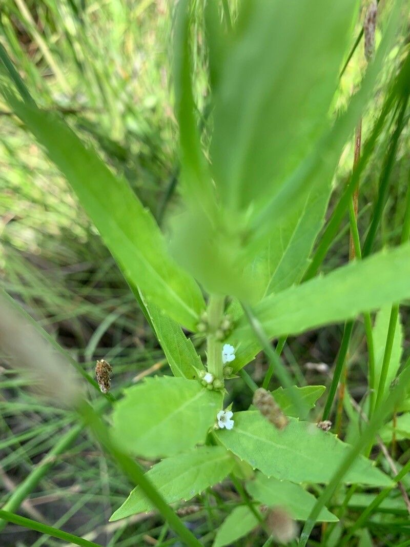 Lycopus asper flower