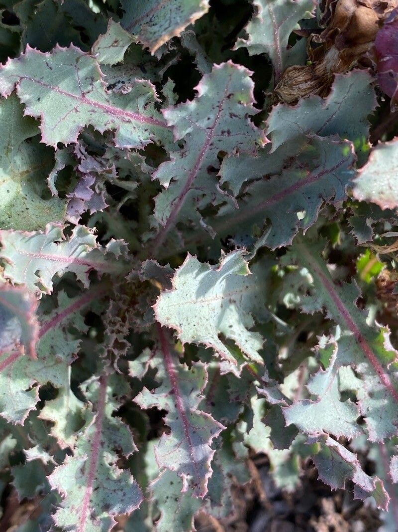 Reichardia ligulata leaf