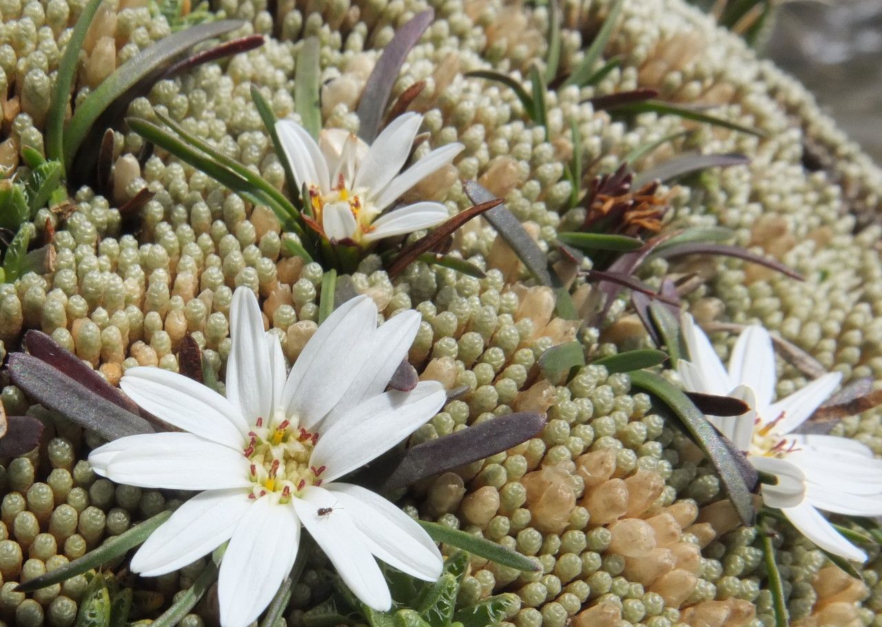 Werneria apiculata habit