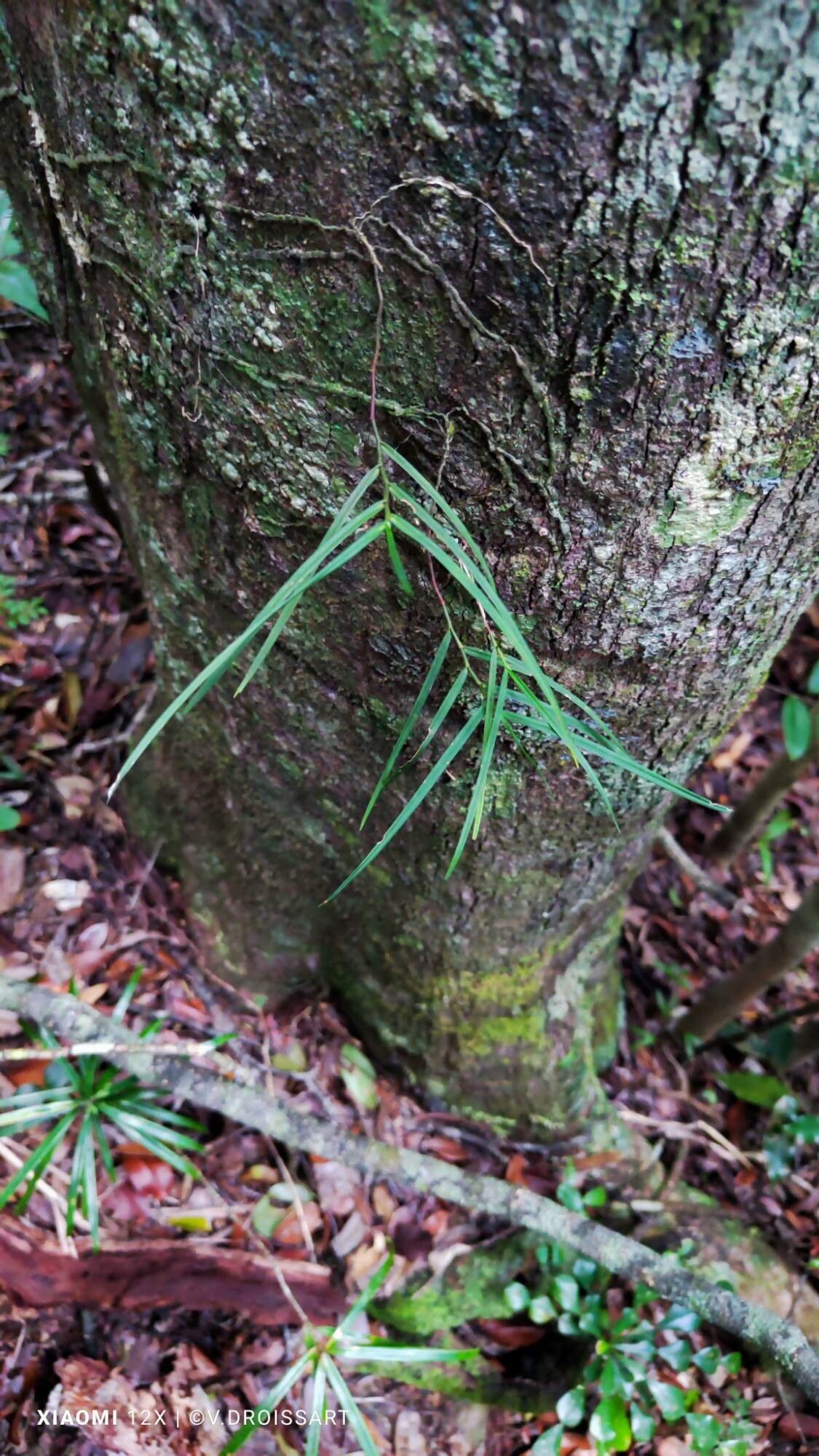 Angraecum filicornu habit