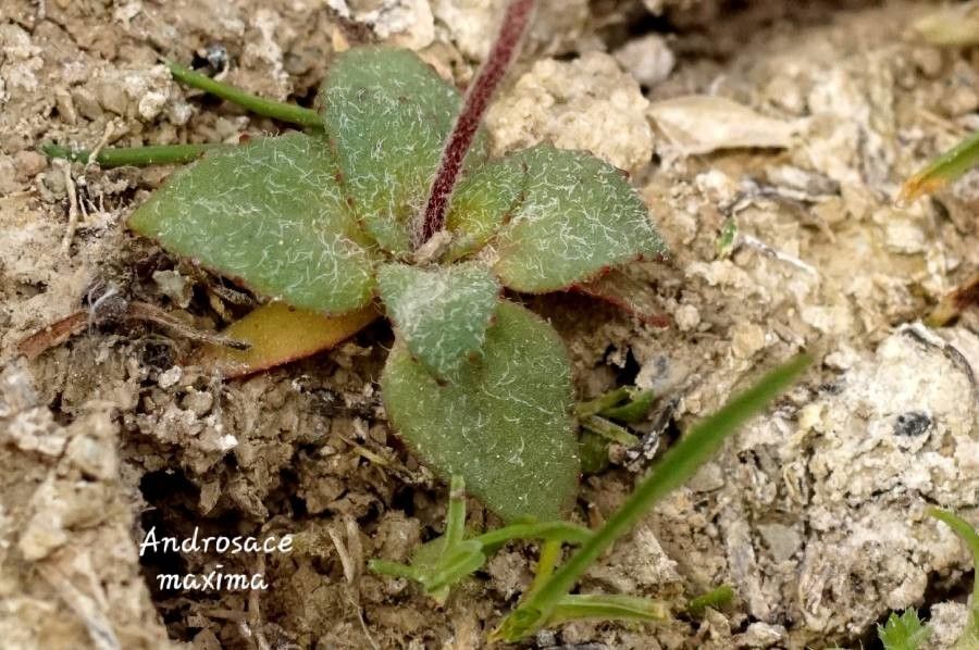 Androsace maxima — houseplant care guide