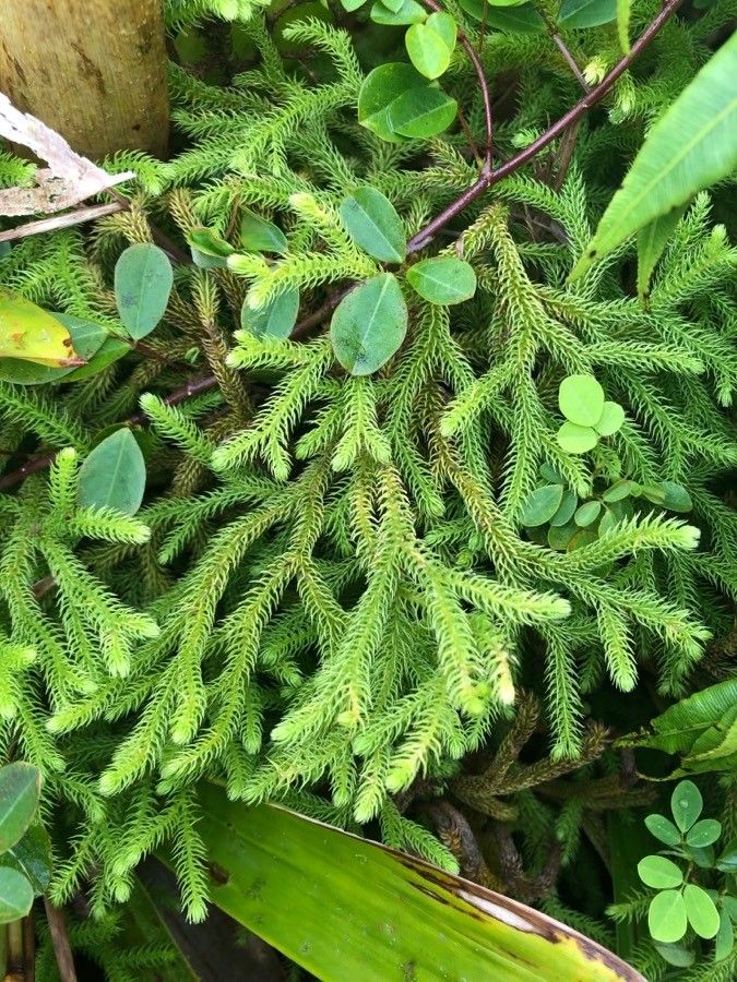 Lycopodiella cernua leaf