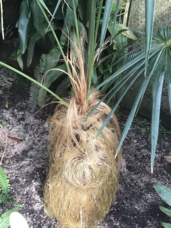 Coccothrinax crinita bark