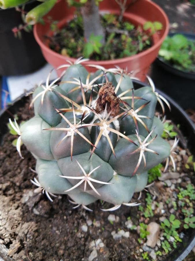 Thelocactus hexaedrophorus flower