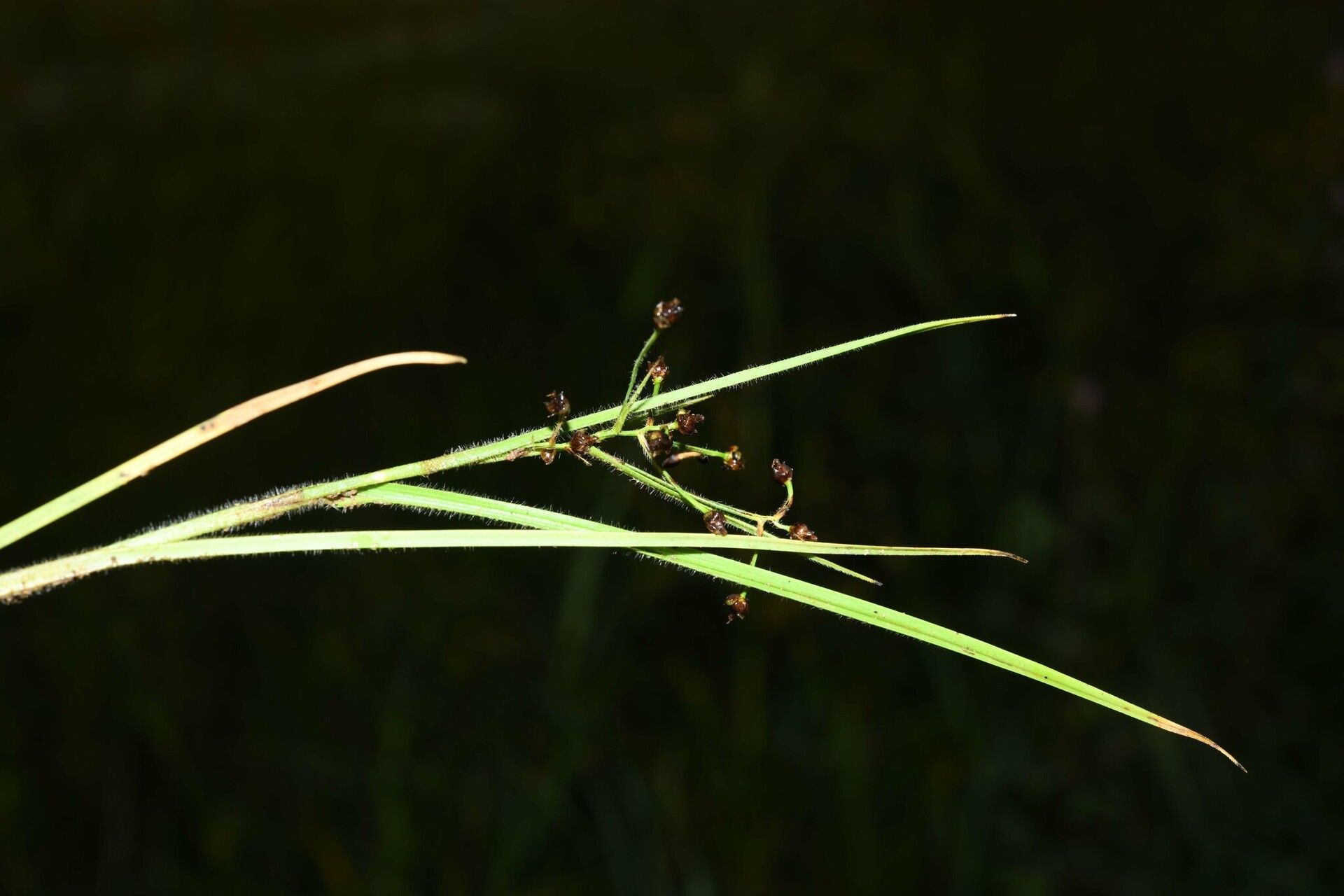 Rhynchospora divaricata — houseplant care guide