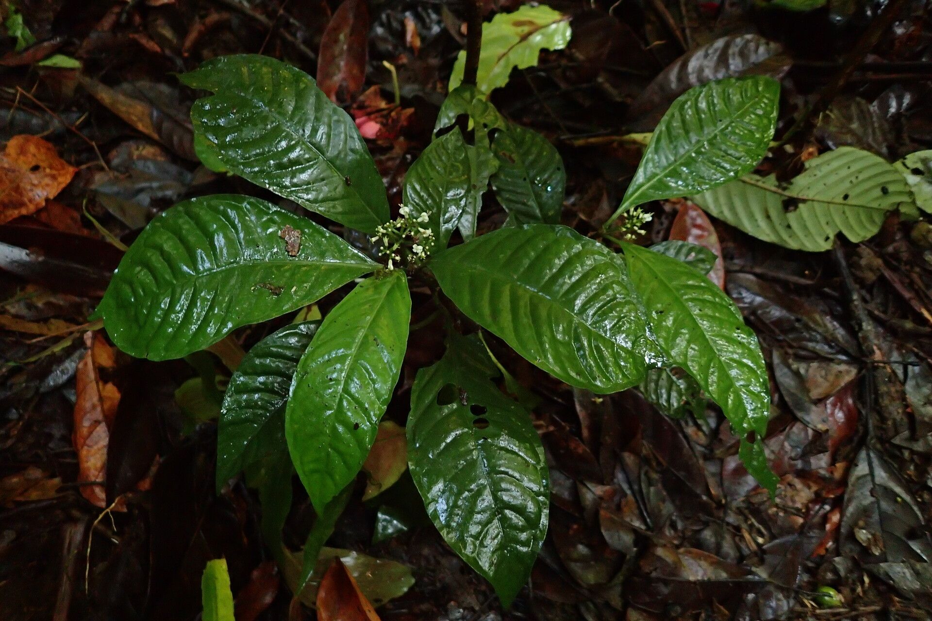 Psychotria longicornis habit