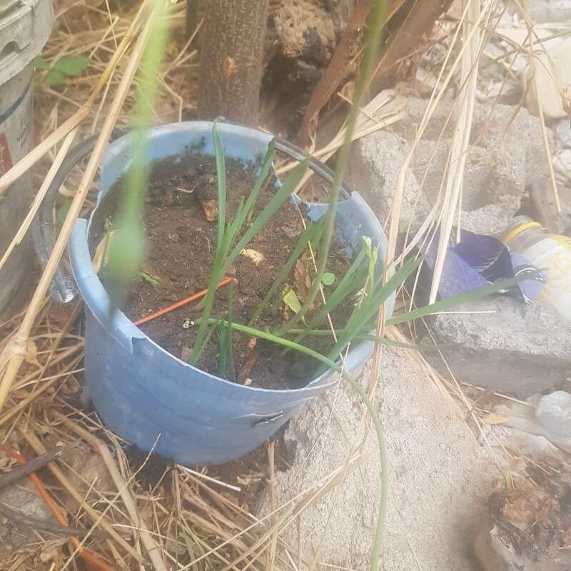 Dipcadi longifolium — houseplant care guide