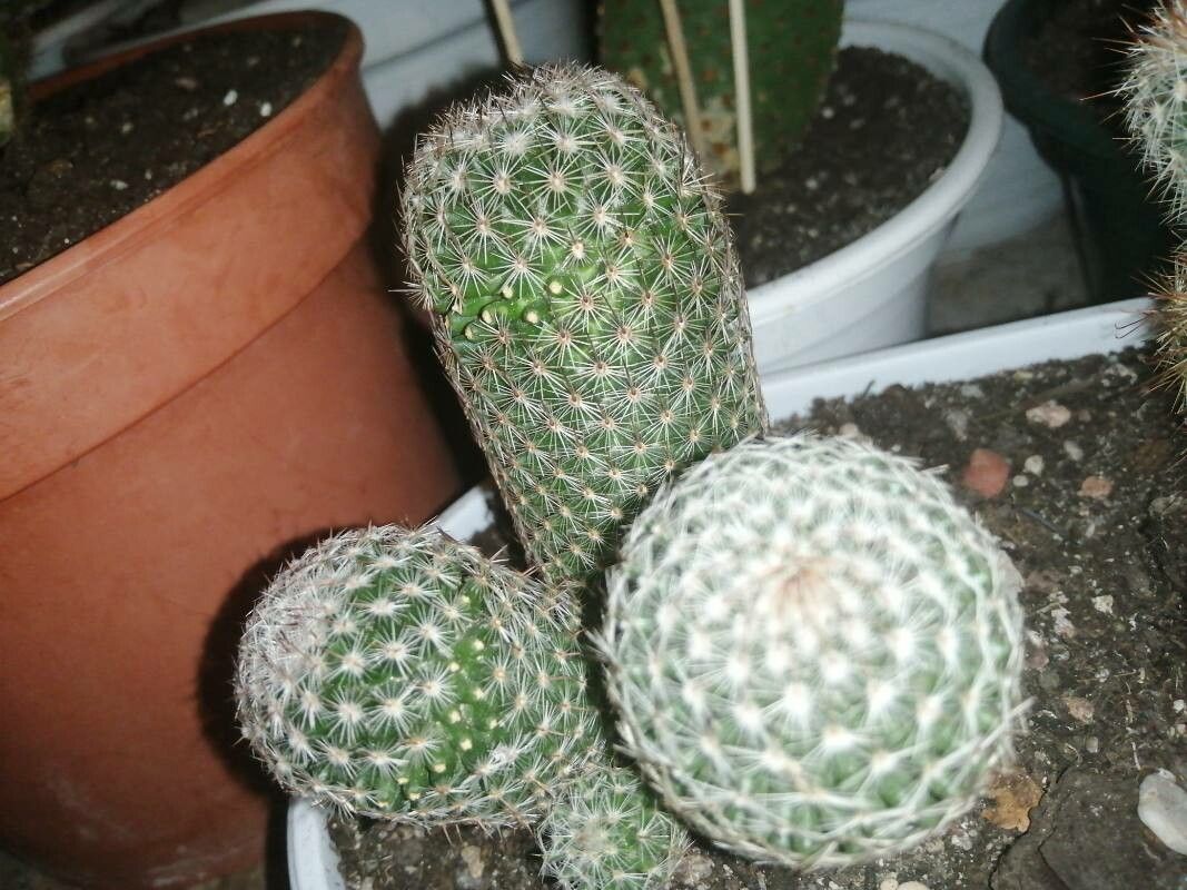 Mammillaria matudae bark