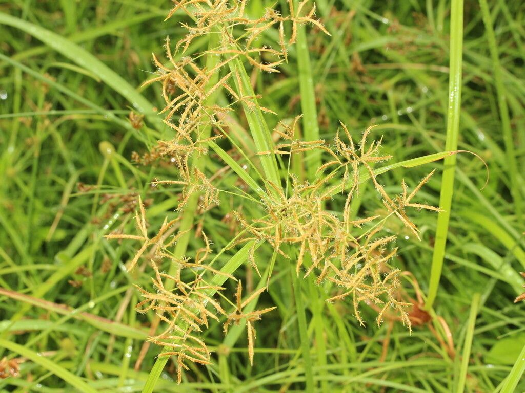 Cyperus tuberosus habit