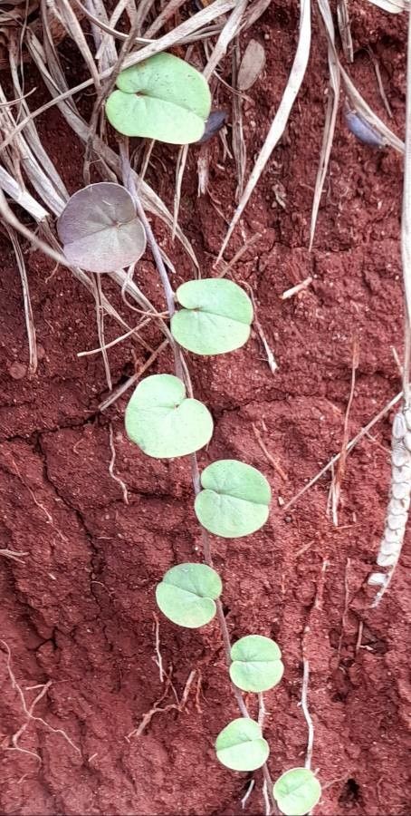 Dichondra macrocalyx