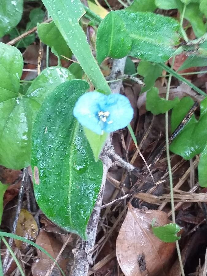 Commelina bracteosa habit