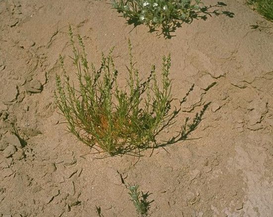 Oligomeris linifolia habit