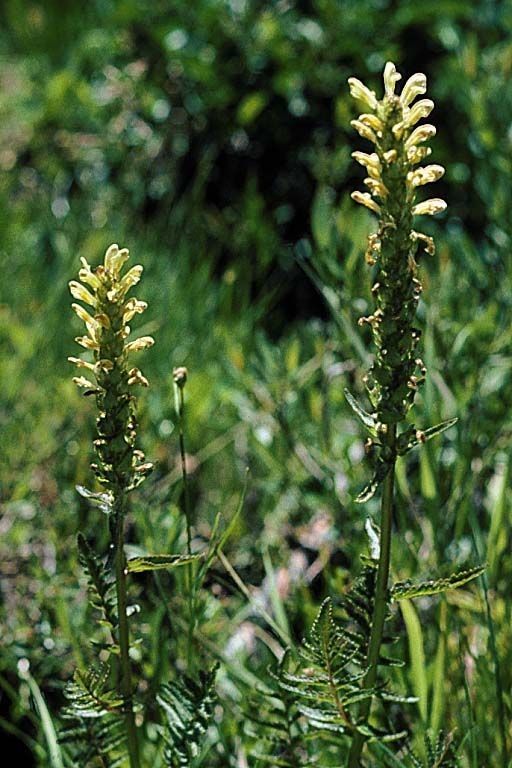 Pedicularis bracteosa fruit
