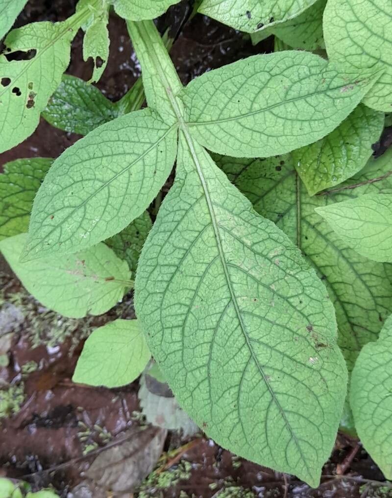 Solanum palitans — houseplant care guide