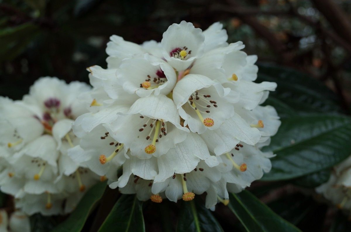 Rhododendron semnoides flower