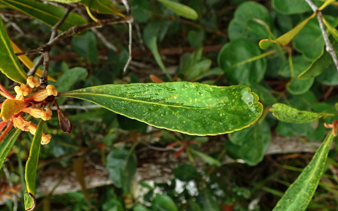 Pittosporum deplanchei — search result for 'Pittosporum'