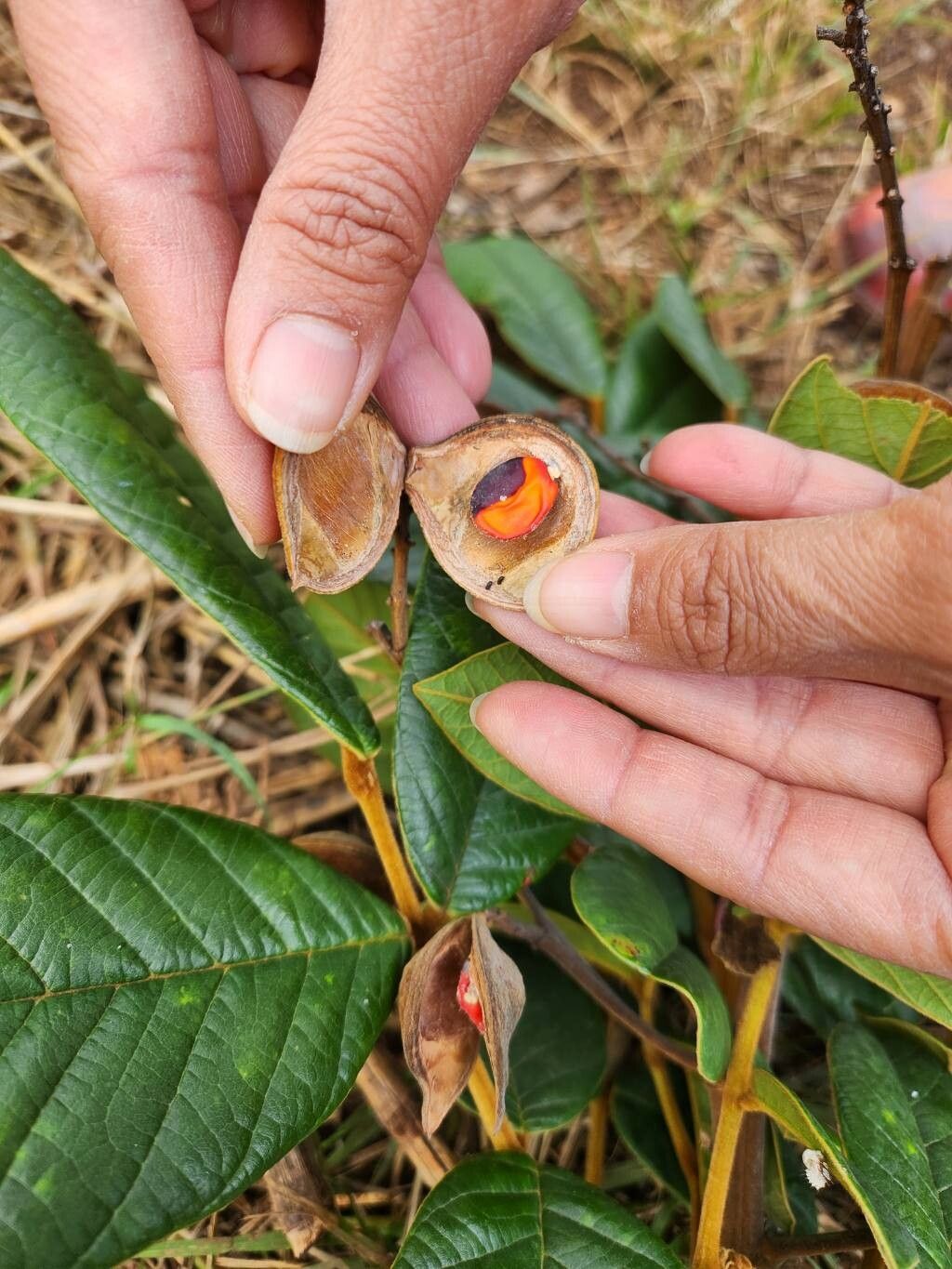 Ormosia fastigiata fruit