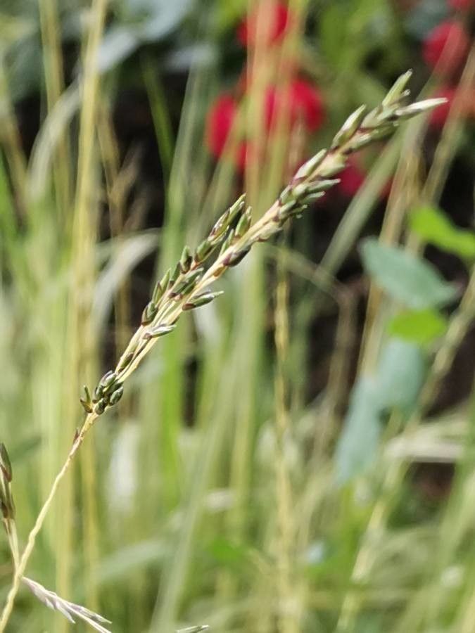 Carex hachijoensis flower