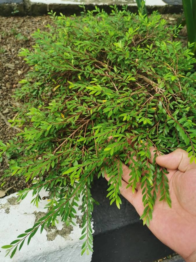 Phyllanthus bourgeoisii habit