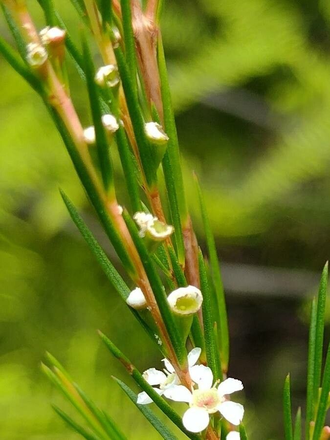 Baeckea linifolia — search result for 'Myrtaceae'