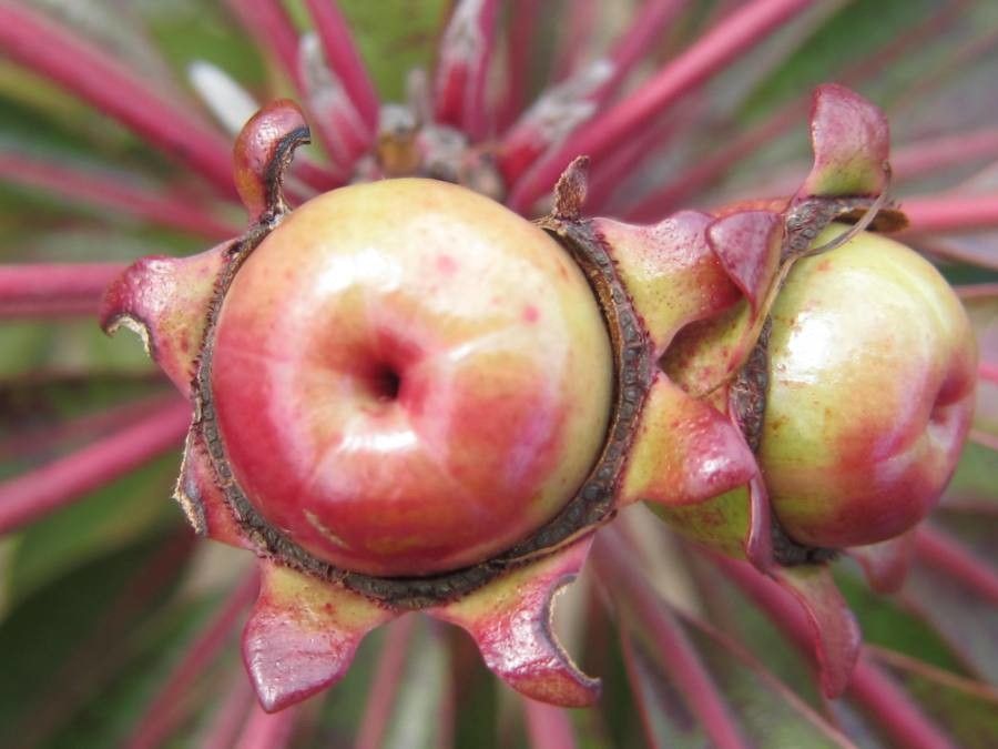 Xanthostemon longipes fruit