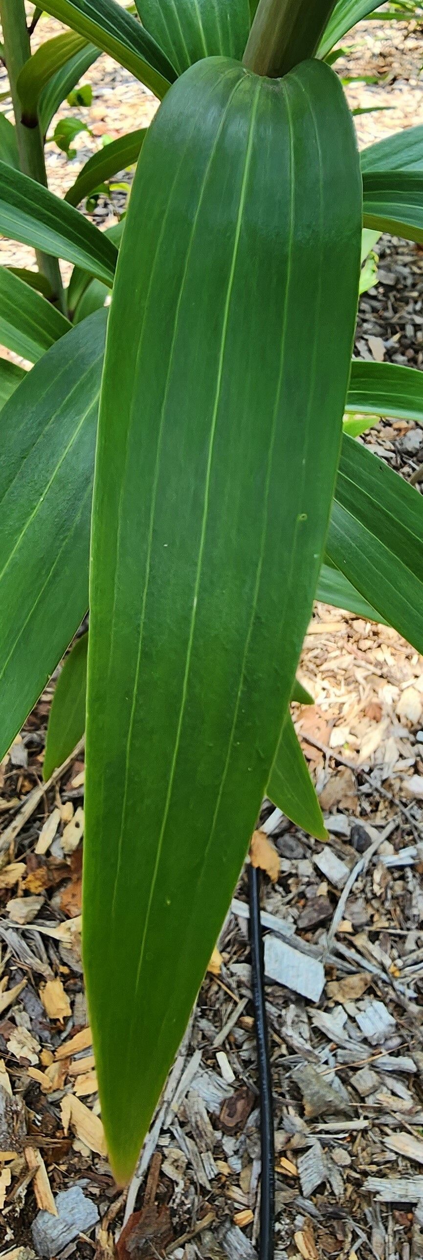 Lilium speciosum — large blooms houseplant