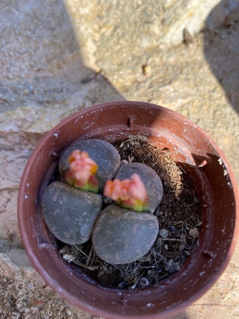 Lithops pseudotruncatella flower