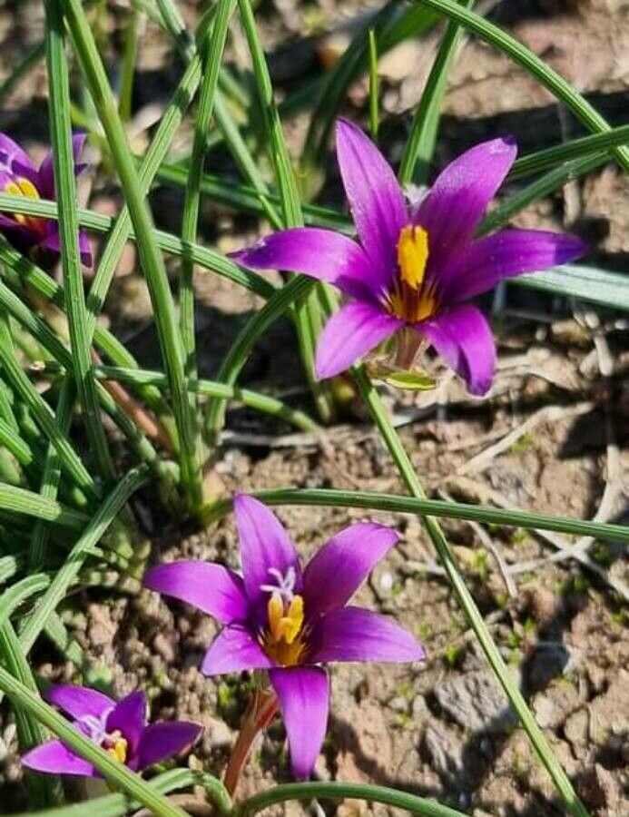 Romulea tempskyana — search result for 'Romulea'