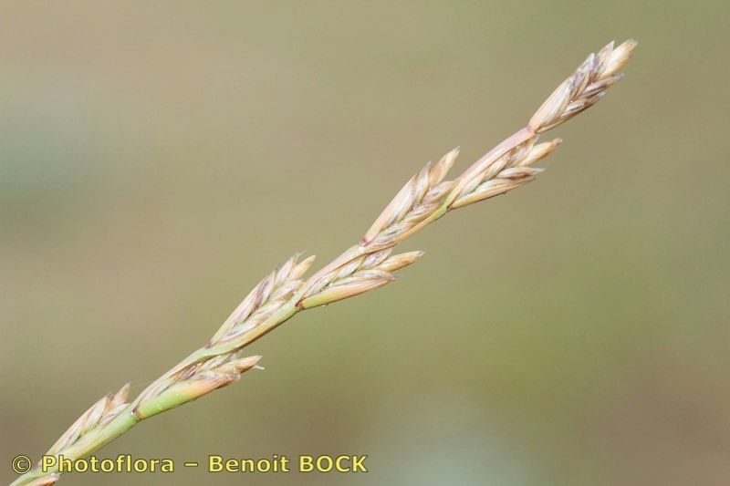 Lolium parabolicae fruit