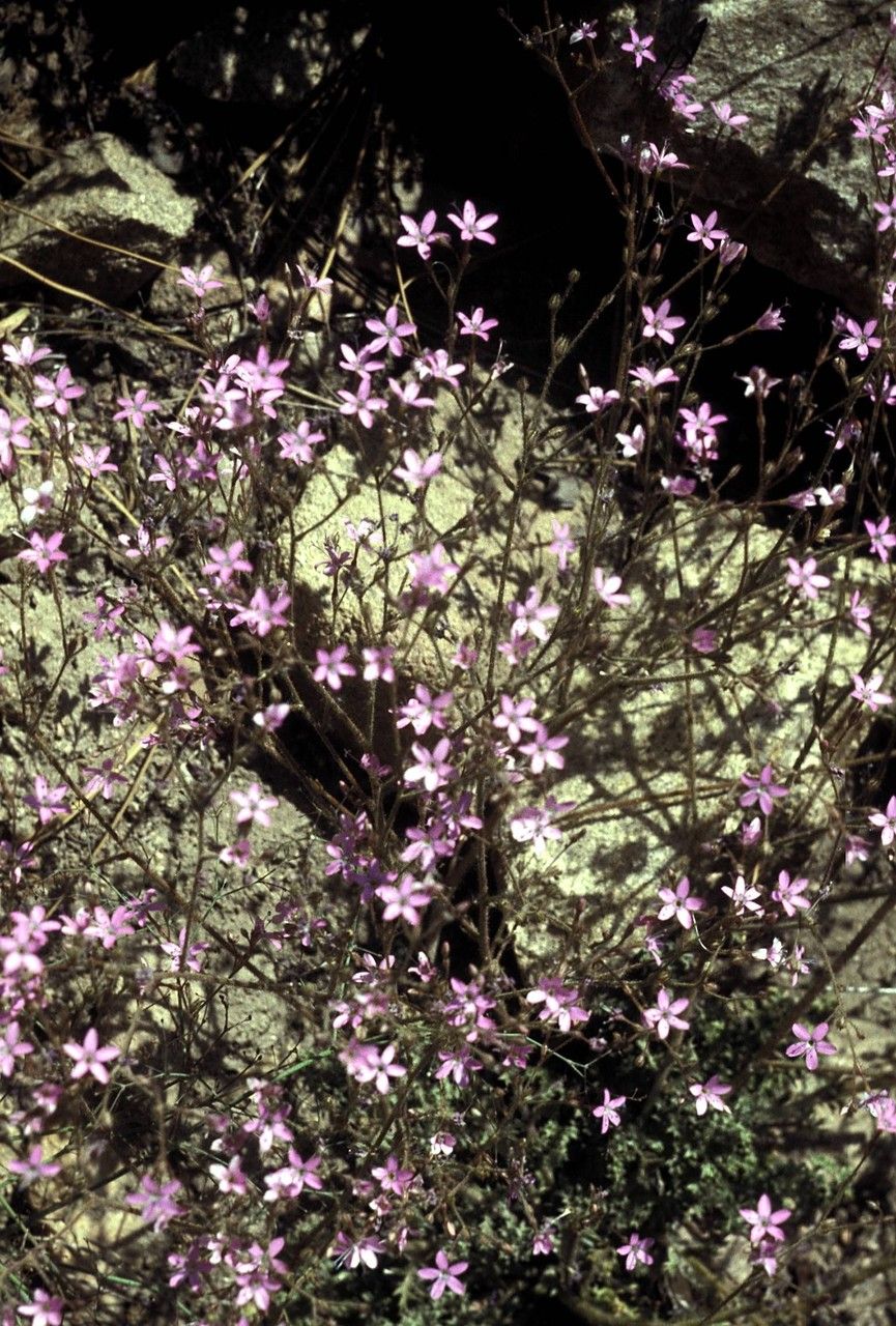 Gilia ophthalmoides habit