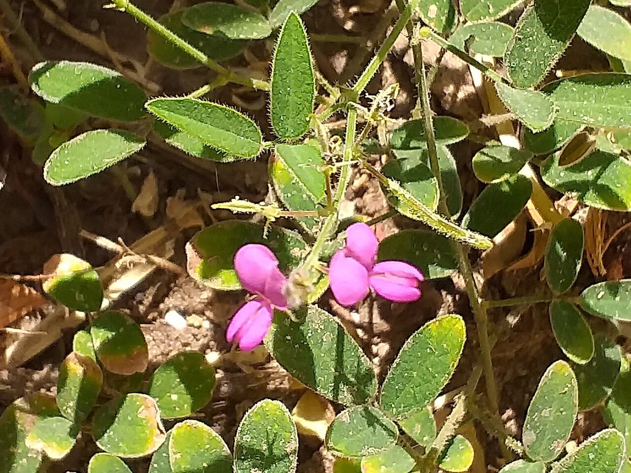Desmodium incanum flower