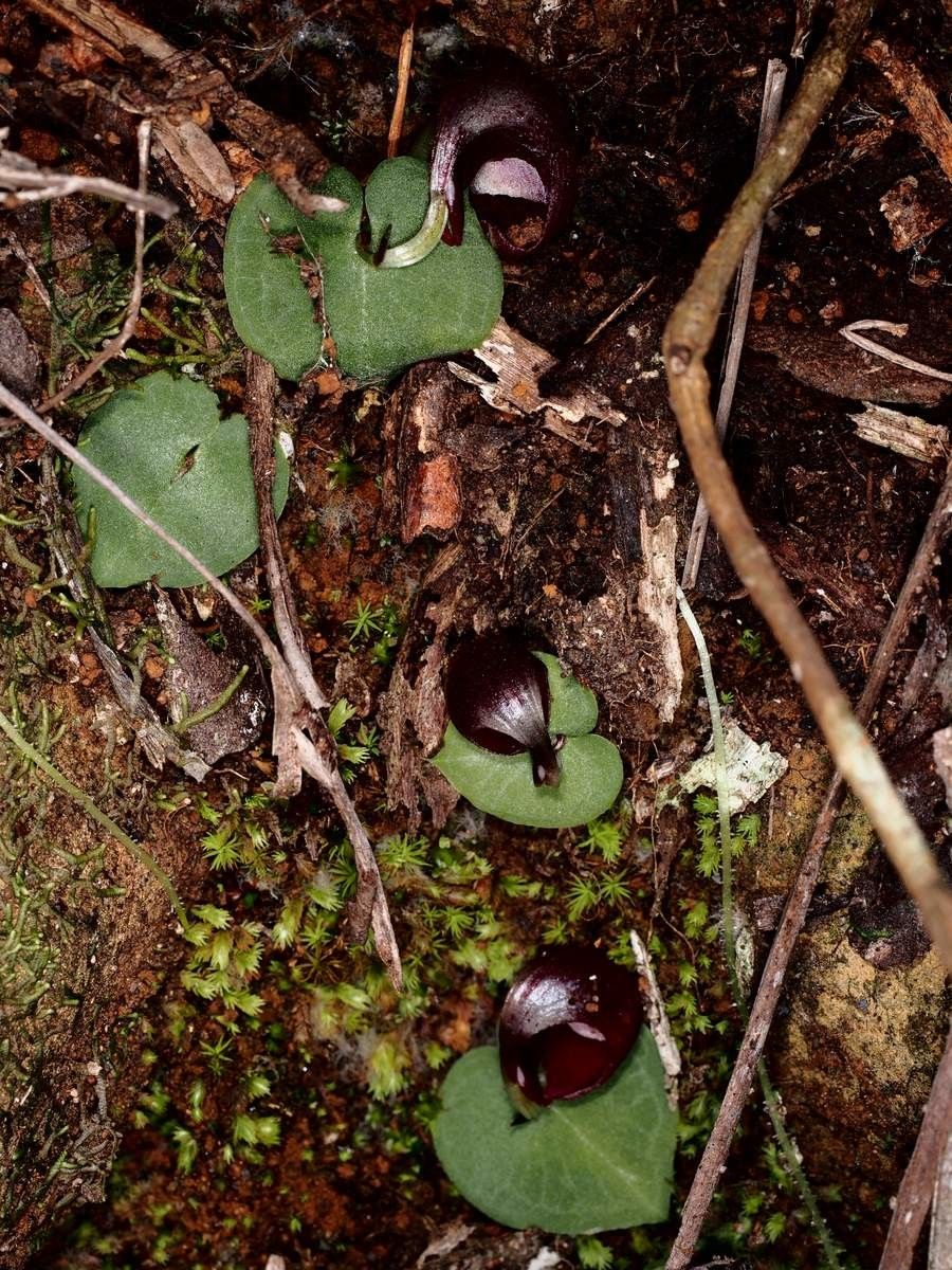 Corybas pignalii habit