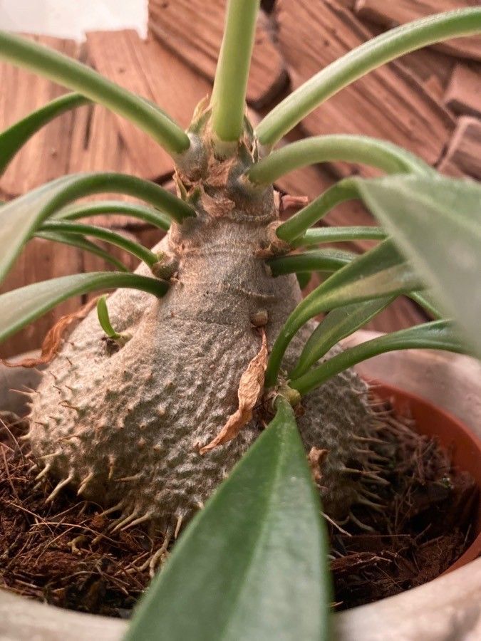 Myrmecodia beccarii bark