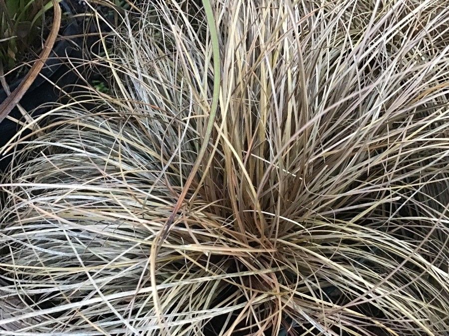 Carex comans leaf