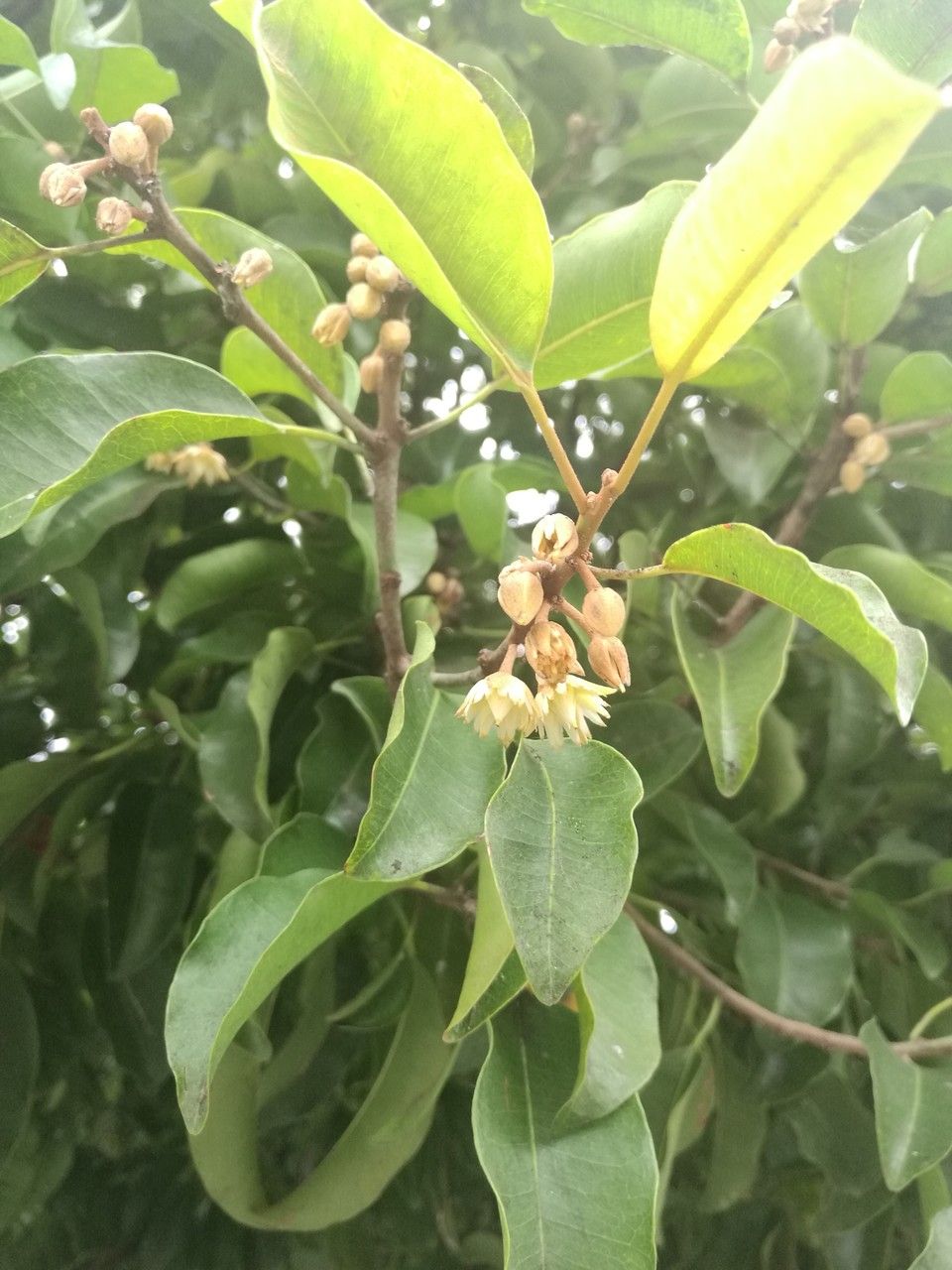 Mimusops elengi flower