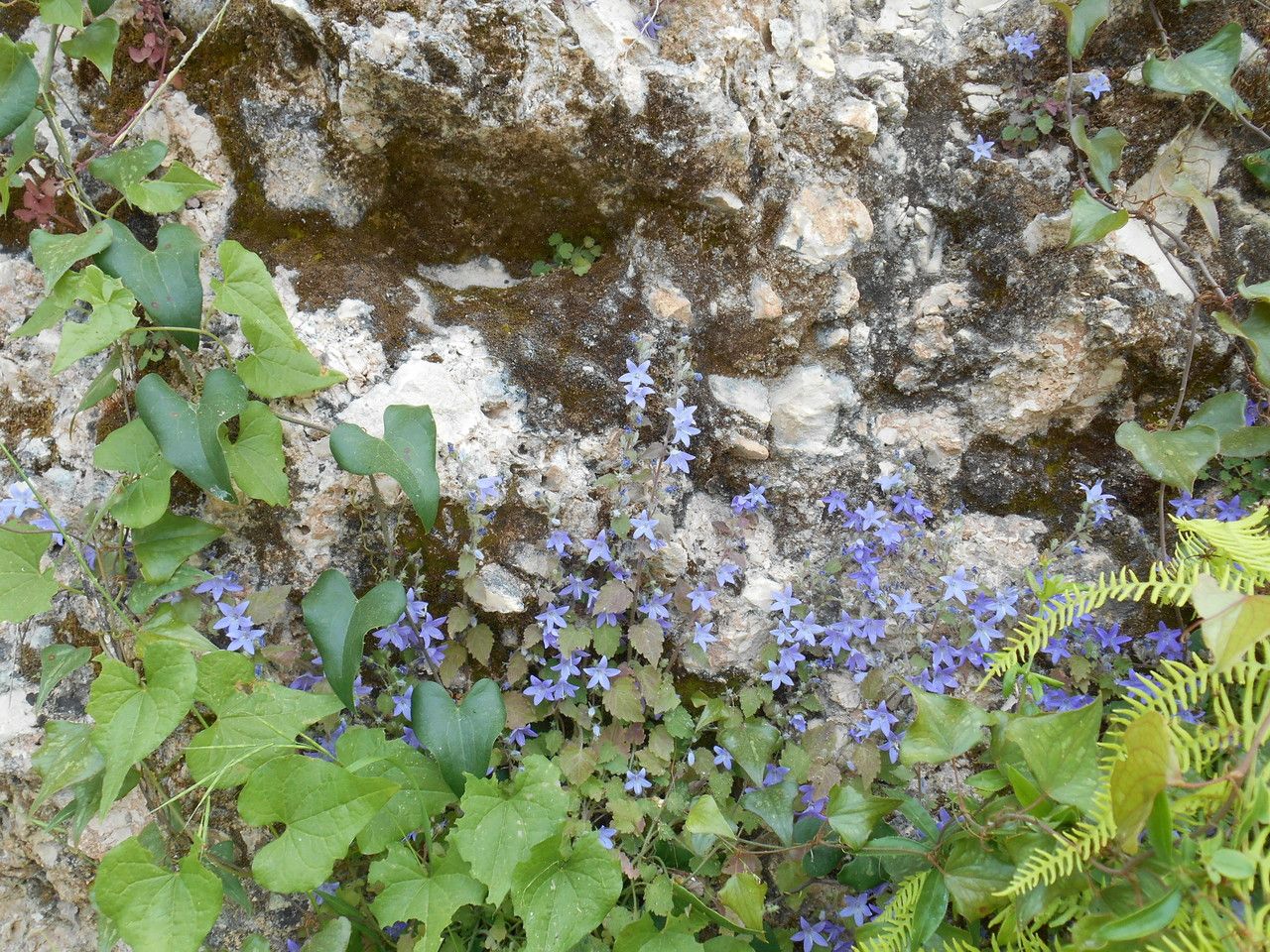 Campanula celsii — houseplant care guide