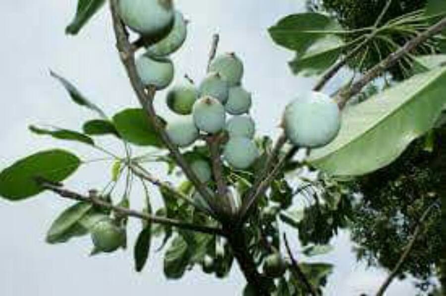 Sideroxylon capiri fruit