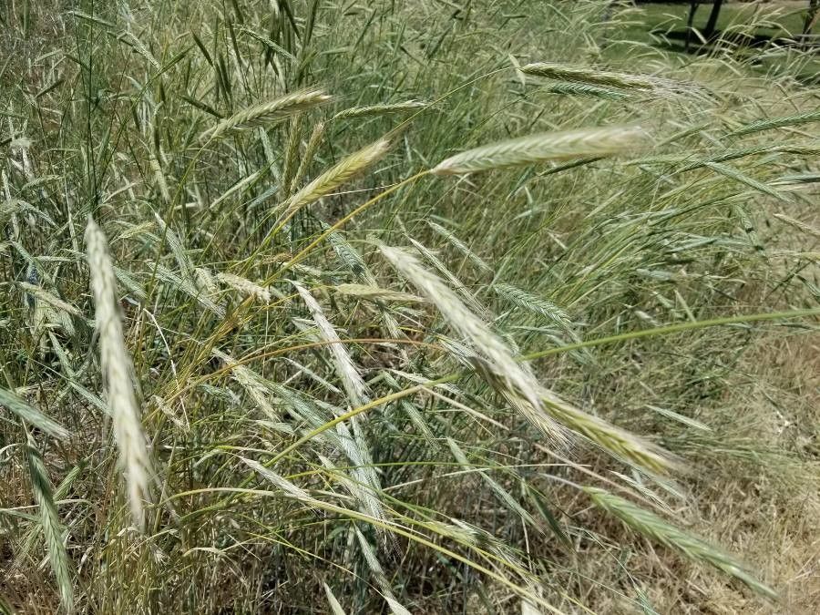 Leymus cinereus fruit