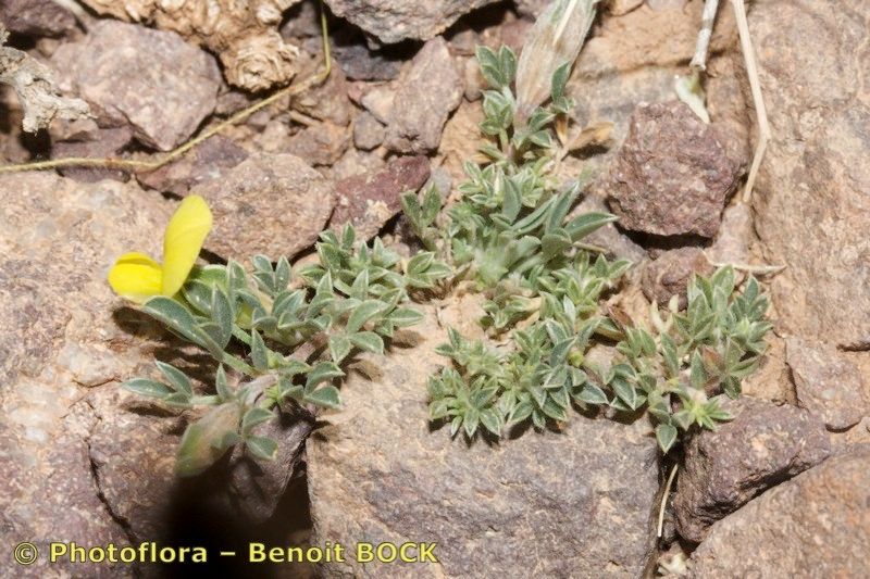 Leobordea tapetiformis habit