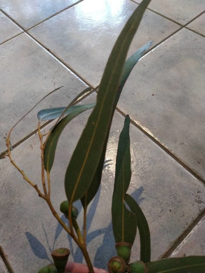 Eucalyptus gomphocephala leaf