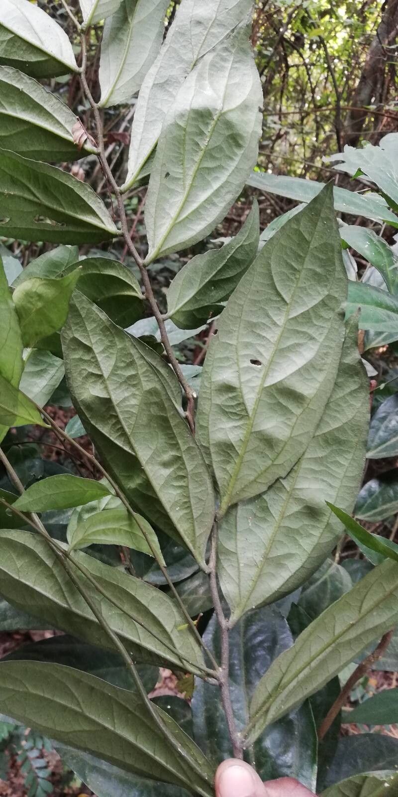 Diospyros gilletii — houseplant care guide