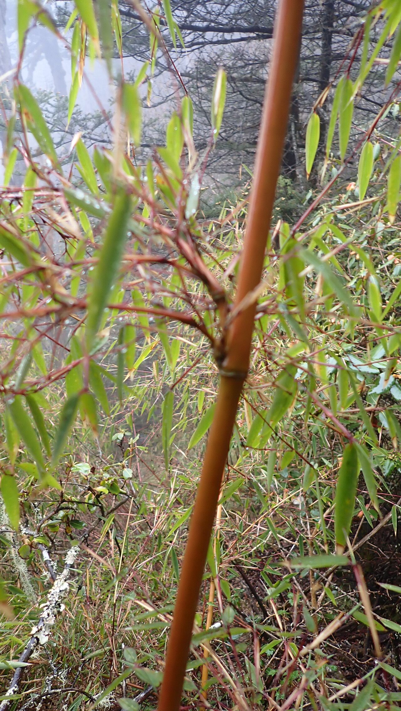 Yushania microphylla bark