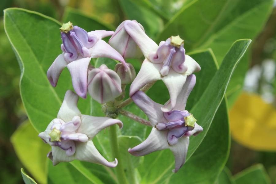 Calotropis gigantea flower