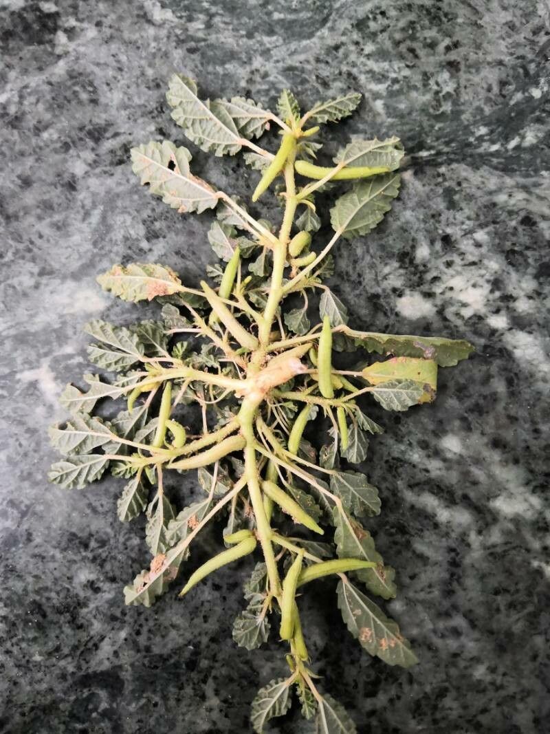 Corchorus depressus fruit