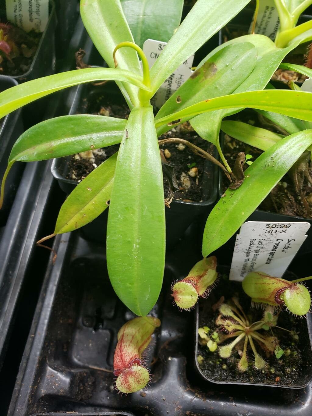 Nepenthes ventricosa leaf