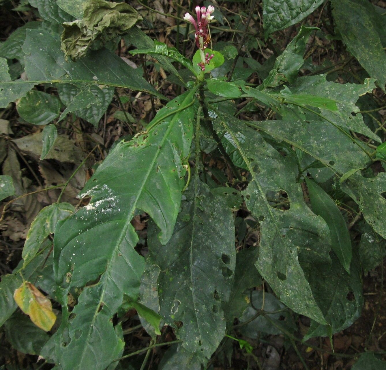 Chassalia subspicata habit